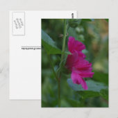 Rose rose de Sharon Carte postale (Devant / Derrière)