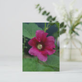 Rose rose de Sharon Carte postale (Debout devant)