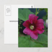 Rose rose de Sharon Carte postale (Devant / Derrière)