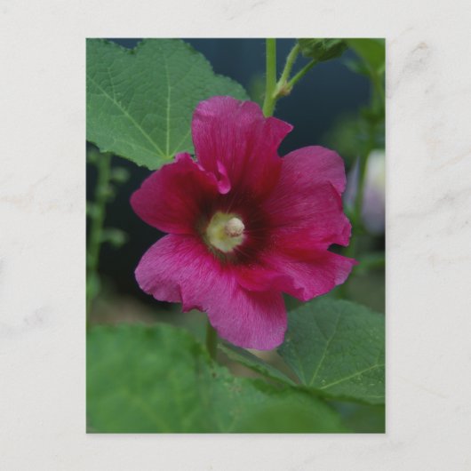 Rose rose de Sharon Carte postale (Devant)