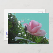 Rose Rose Gros plan do-it-yourself carte postale (Devant / Derrière)