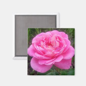 Rose rose 'Léonard de Vinci' Magnet (Recto/Verso)