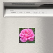 Rose rose 'Léonard de Vinci' Magnet (In Situ (Lave-vaisselle))