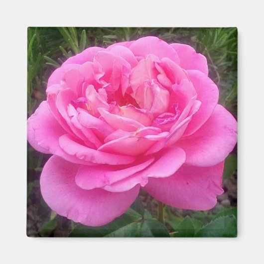 Rose rose 'Léonard de Vinci' Magnet (Devant)