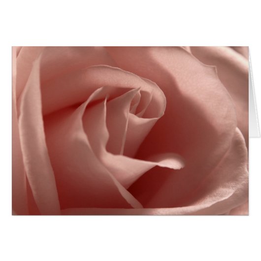 Rose rose pâle (Devant horizontal)