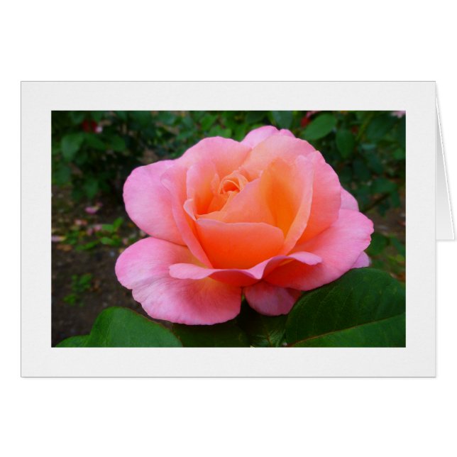 Rose rose rose (Devant horizontal)