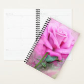 Rose rose rose (Devant avec enveloppe)
