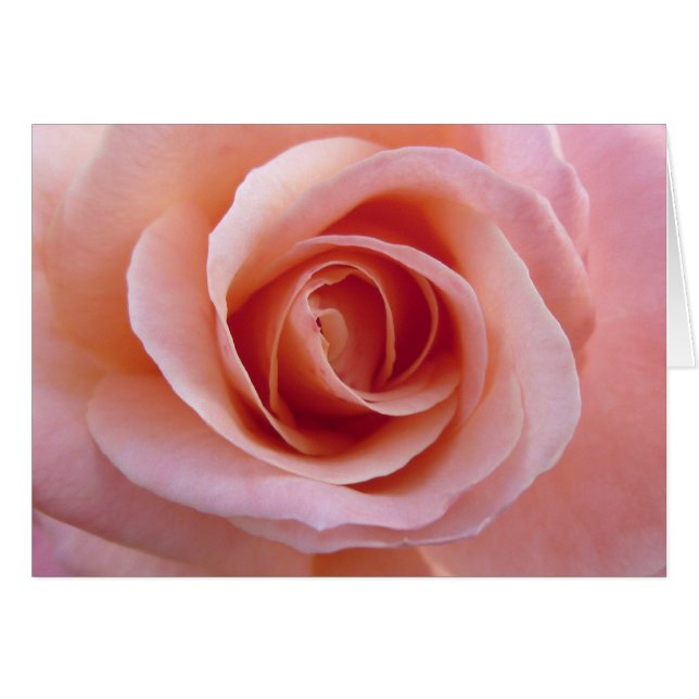 Rose rose rose (Devant horizontal)