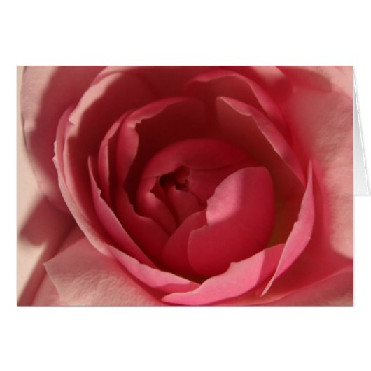 Rose rose rose (Devant horizontal)