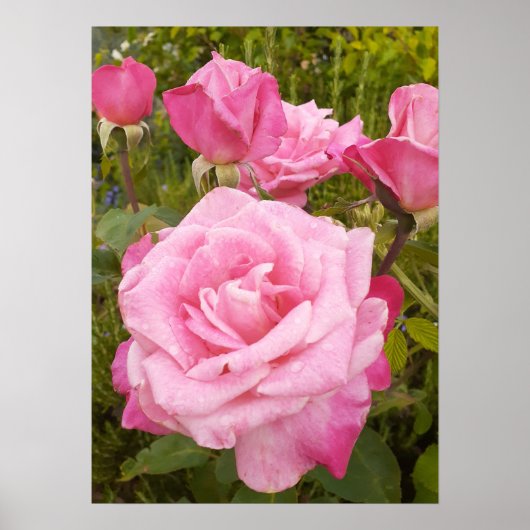 Rose rose Rose Floral Flower Poster (Devant)