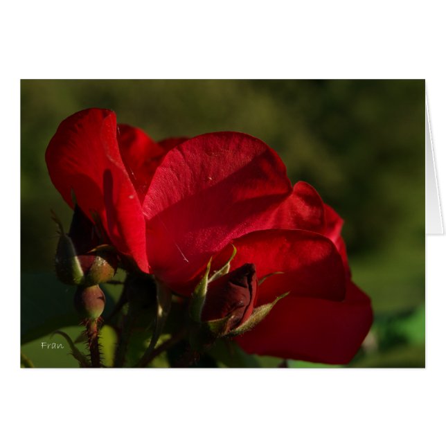 rose rouge (Devant horizontal)