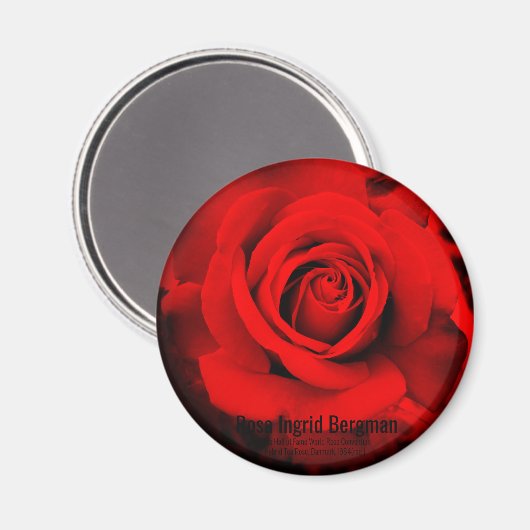 Rose rouge : aimant rond (Recto/Verso)