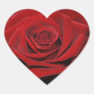 Rose rouge - autocollants en forme de coeur