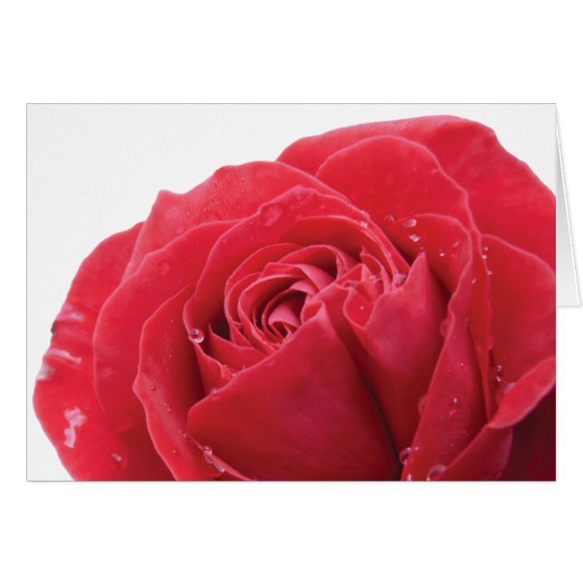 Rose rouge avec gouttelettes d'eau (Devant horizontal)