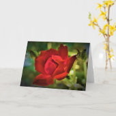 Rose rouge, carte (Fleur jaune)