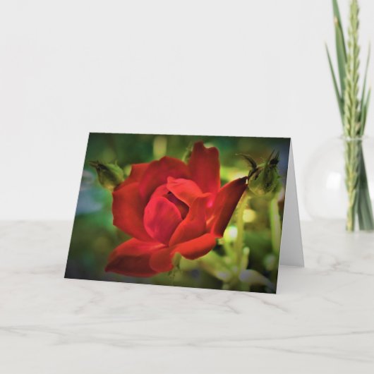 Rose rouge, carte (Devant)