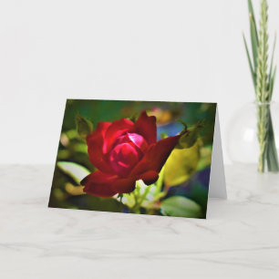 Rose rouge, carte