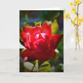 Rose rouge, carte (Fleur jaune)