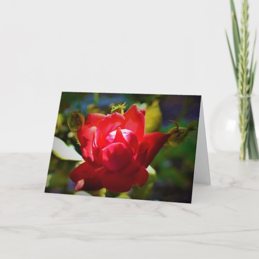 Rose rouge, carte (Devant)
