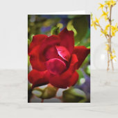Rose rouge, carte (Fleur jaune)