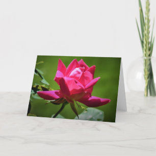 Rose rouge, carte