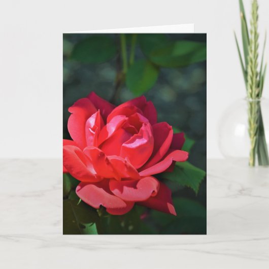 Rose rouge, carte (Devant)