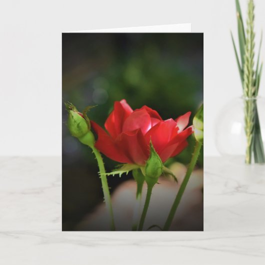 Rose rouge, carte (Devant)