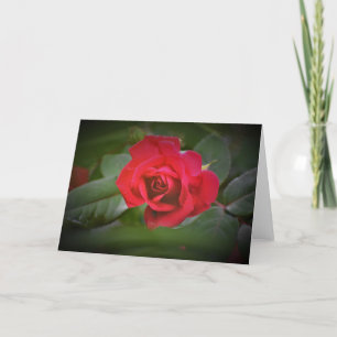 Rose rouge, carte