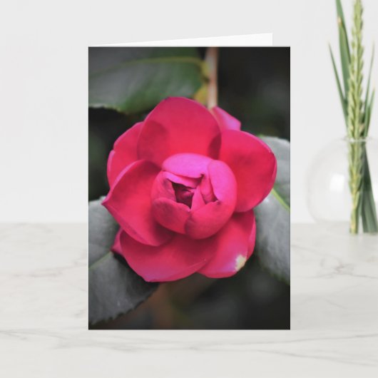 Rose rouge, carte (Devant)