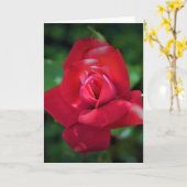 Rose rouge, carte (Fleur jaune)