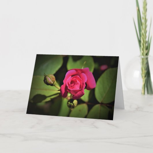 Rose rouge, carte (Devant)