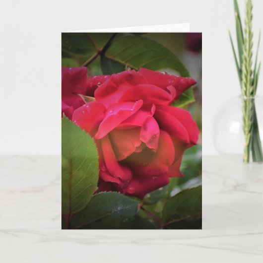 Rose rouge, carte (Devant)