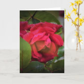 Rose rouge, carte (Fleur jaune)