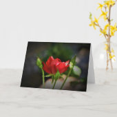 Rose rouge, carte (Fleur jaune)
