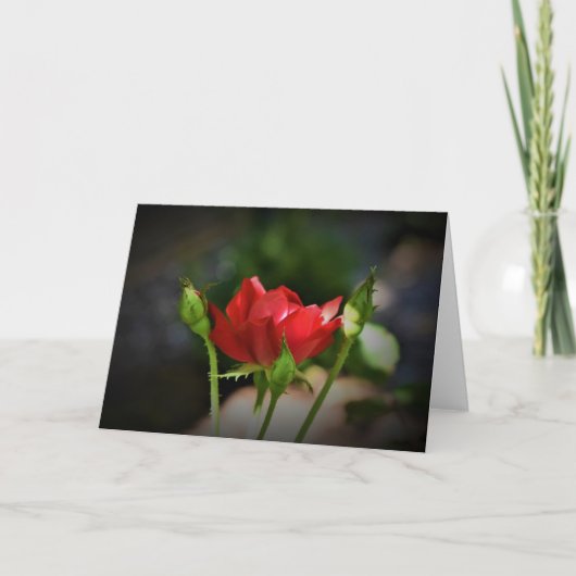 Rose rouge, carte (Devant)