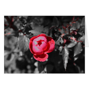 Rose rouge / Couleur isolée