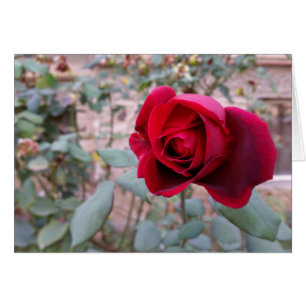 Rose rouge d'automne