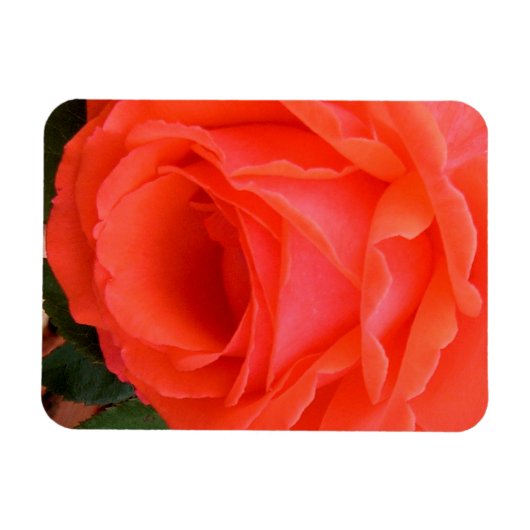 Rose rouge de l'été - Magnet (Horizontal)