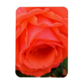 Rose rouge de l'été - Magnet (Vertical)