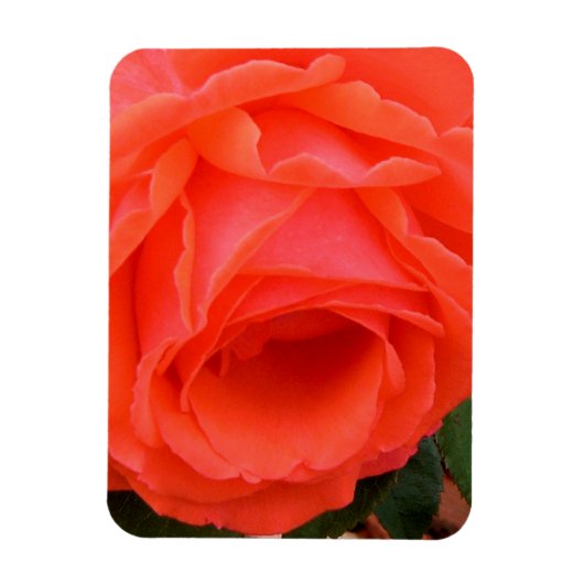 Rose rouge de l'été - Magnet (Vertical)