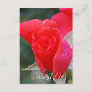 Rose rouge de Quinceanera RSVP