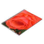 Rose rouge du Carnet d'été (Côté gauche)