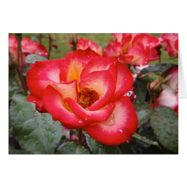 Rose rouge et blanc (Devant horizontal)