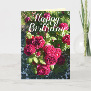 Rose rouge Fleur Jardin Rose fleurie Carte d'anniv