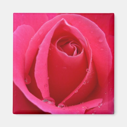 Rose rouge Magnet Rose rose cadeaux Keepsaké Décor (Devant)