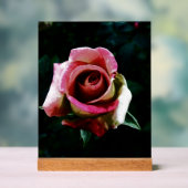 Rose rouge peinte à l'huile (Neutre)