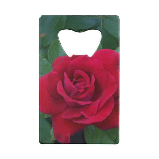 Rose rouge proche (Dos)