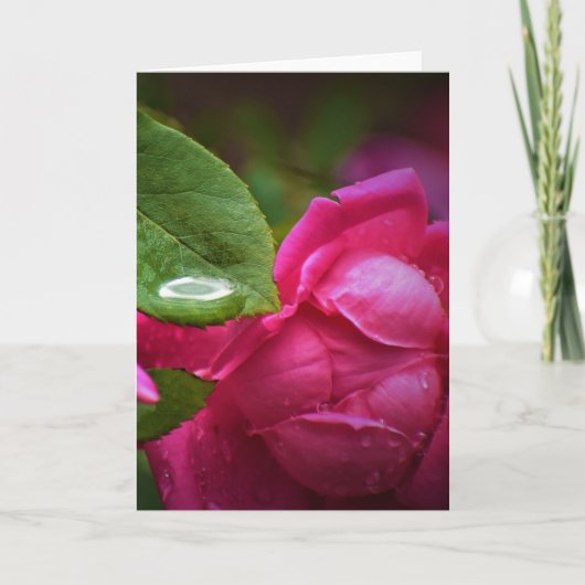 Rose rouge & Raindrops, carte (Devant)