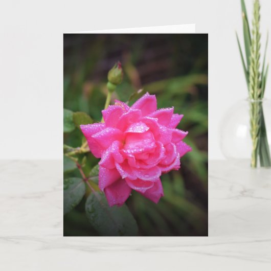 Rose rouge & Raindrops, carte (Devant)