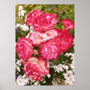 Rose rouge Rose Blanc Floral Poster du jardin